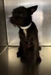 Shelter Stray Female Dog last seen Near BLOCK DAY ST, PERRIS, CA, 6851 Van Buren Boulevard, Jurupa Valley, CA 92509, USA