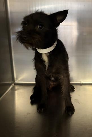 Shelter Stray Female Dog last seen Near BLOCK DAY ST, PERRIS, CA, 6851 Van Buren Boulevard, Jurupa Valley, CA 92509, USA