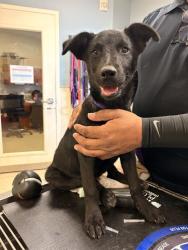 Shelter Stray Female Dog last seen Near BLOCK HALL AVE, EASTVALE, CA, 6851 Van Buren Boulevard, Jurupa Valley, CA 92509, USA