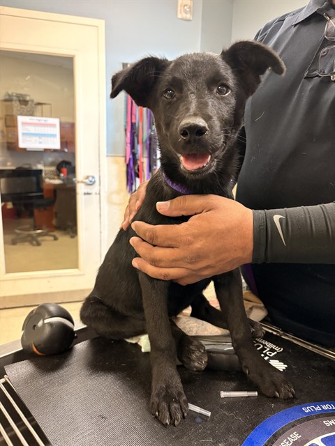 Shelter Stray Female Dog last seen Near BLOCK HALL AVE, EASTVALE, CA, 6851 Van Buren Boulevard, Jurupa Valley, CA 92509, USA