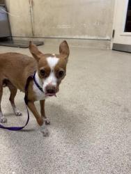 Shelter Stray Female Dog last seen ARCHER ST / LIMONITE AVE, JURUPA VALLEY, CA 92509, 6851 Van Buren Boulevard, Jurupa Valley, CA 92509, USA