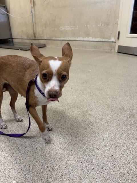 Shelter Stray Female Dog last seen ARCHER ST / LIMONITE AVE, JURUPA VALLEY, CA 92509, 6851 Van Buren Boulevard, Jurupa Valley, CA 92509, USA