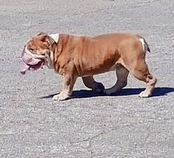 Reunited Male Dog last seen Shadow Run, San Antonio, TX 78250