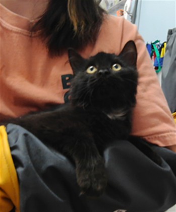 Shelter Stray Female Cat last seen , 3001 2nd St SW, Albuquerque, NM 87105, USA