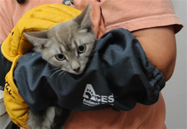 Shelter Stray Female Cat last seen , 3001 2nd St SW, Albuquerque, NM 87105, USA