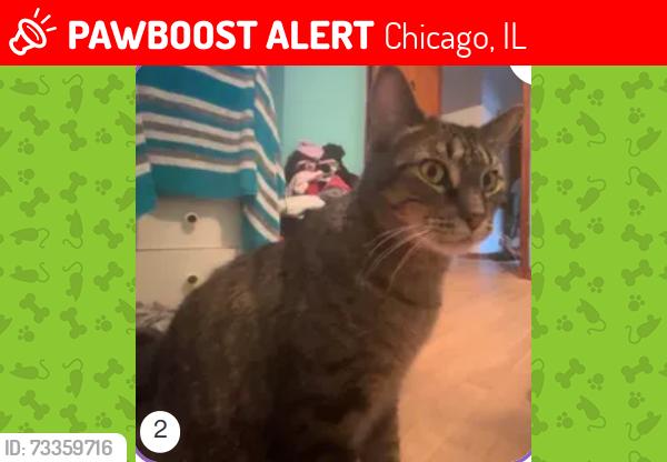 Lost Male Cat last seen !0852 south Ewing Ave, Chicago, IL 60617