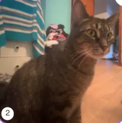Lost Male Cat last seen !0852 south Ewing Ave, Chicago, IL 60617