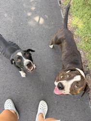 Found/Stray Unknown Dog last seen Green Sea Airport, Green Sea, SC 29545