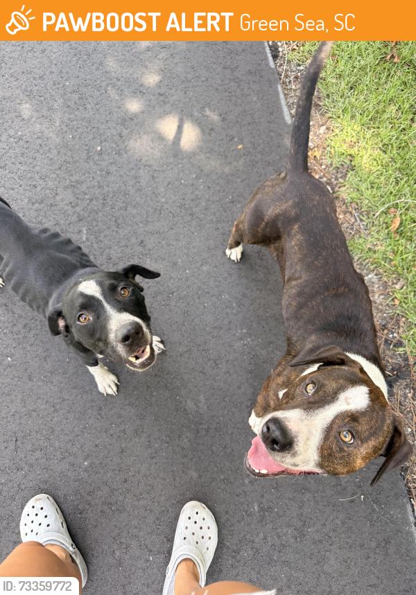 Found/Stray Unknown Dog last seen Green Sea Airport, Green Sea, SC 29545