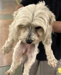 Shelter Stray Female Dog last seen , 14409 Vanowen St, Van Nuys, CA 91405, USA