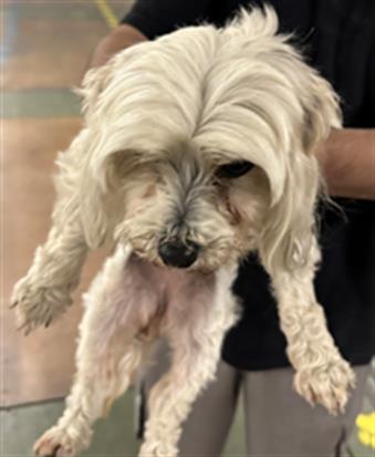 Shelter Stray Female Dog last seen , 14409 Vanowen St, Van Nuys, CA 91405, USA