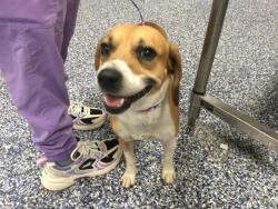 Shelter Stray Male Dog last seen Near BLOCK BOB HOPE DR, RANCHO MIRAGE, CA 92270, 72050 Pet Land Pl, Thousand Palms, CA 92276, USA