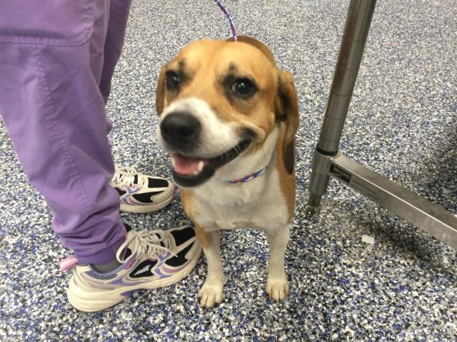 Shelter Stray Male Dog last seen Near BLOCK BOB HOPE DR, RANCHO MIRAGE, CA 92270, 72050 Pet Land Pl, Thousand Palms, CA 92276, USA