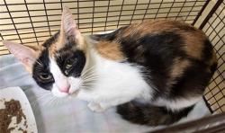 Shelter Stray Female Cat last seen HARRIS AVE & KNIGHTLINGER ST, 2127 Front St, Sacramento, CA 95818, USA