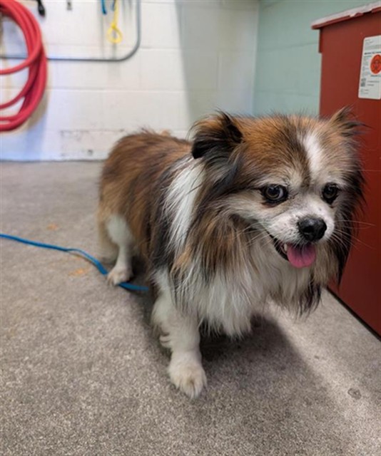 Shelter Stray Male Dog last seen 21ST AVE & 61ST ST, 2127 Front St, Sacramento, CA 95818, USA