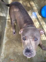 Shelter Stray Male Dog last seen , 1850 W 60th St, Los Angeles, CA 90047, USA