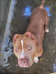 Shelter Stray Male Dog last seen , 1850 W 60th St, Los Angeles, CA 90047, USA