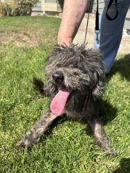 Found/Stray Male Dog last seen Beryl and Mignonette, Rancho Cucamonga, CA 91701