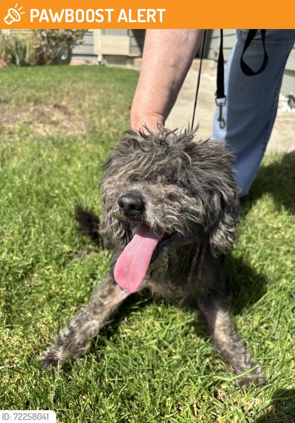 Found/Stray Male Dog last seen Beryl and Mignonette, Rancho Cucamonga, CA 91701