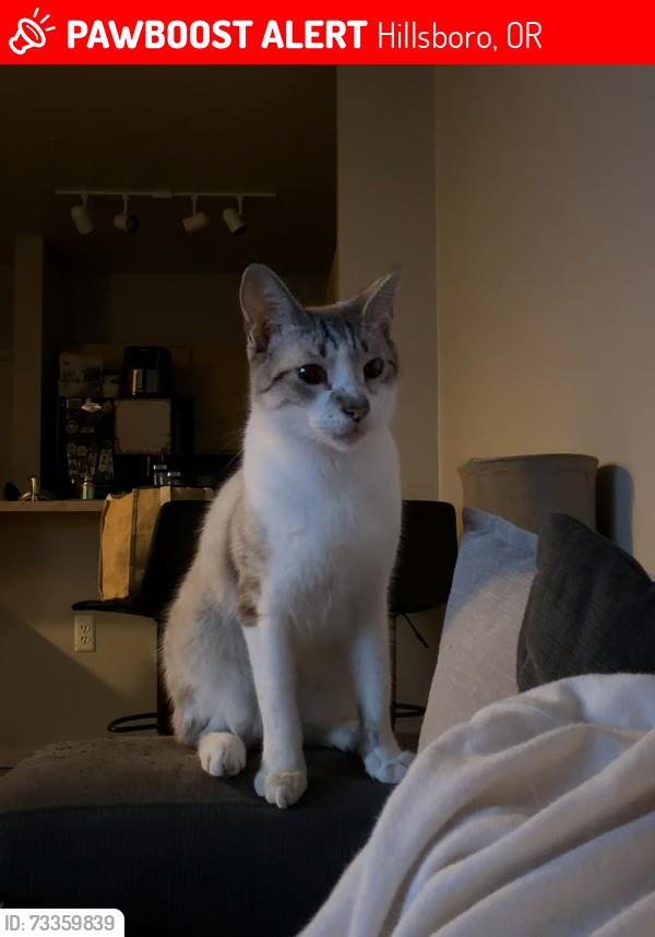 Lost Male Cat last seen Orenco Station, Hillsboro, OR 97124
