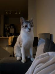 Lost Male Cat last seen Orenco Station, Hillsboro, OR 97124
