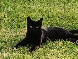 Lost Male Cat last seen Kilarney and winfield, Memphis, TN 38116