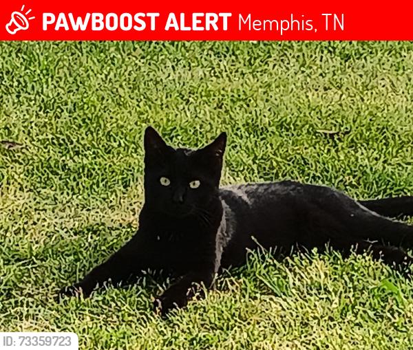 Lost Male Cat last seen Kilarney and winfield, Memphis, TN 38116