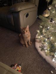 Lost Male Cat last seen Middletown road, Pittsburgh, PA 15204