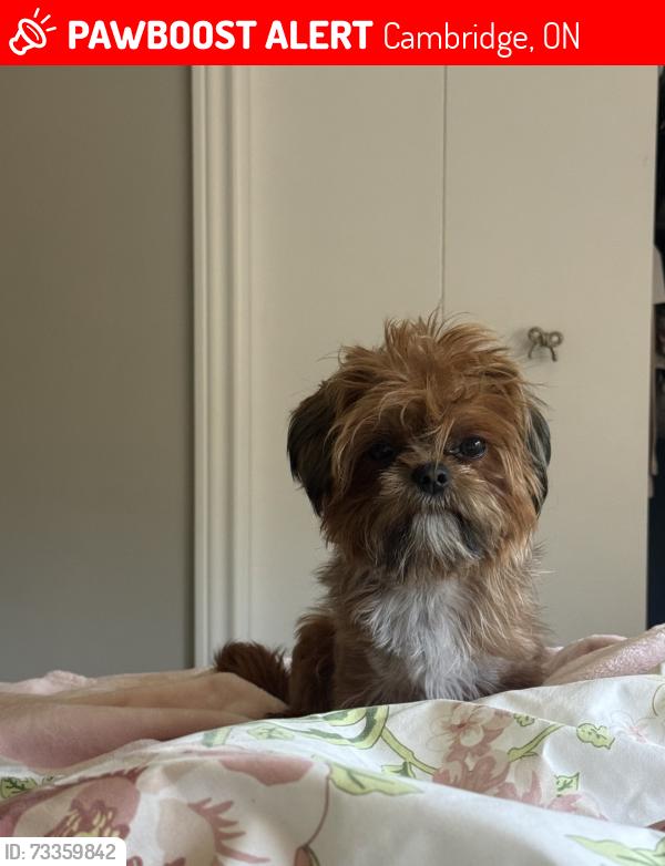 Lost Female Dog last seen Athlone and Franklin, Clyde and Franklin, Cambridge, ON 