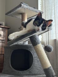 Lost Female Cat last seen Palmwood and peachwood, Lake Forest, CA 92630