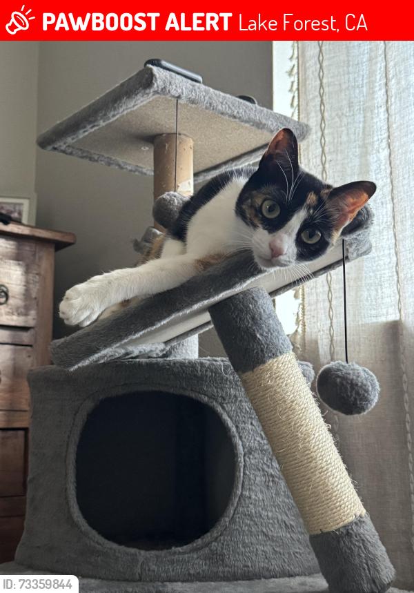 Lost Female Cat last seen Palmwood and peachwood, Lake Forest, CA 92630