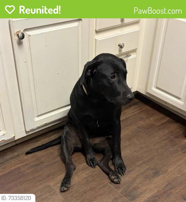 Reunited Female Cat last seen Union Road area, Flowery Branch, GA 30542