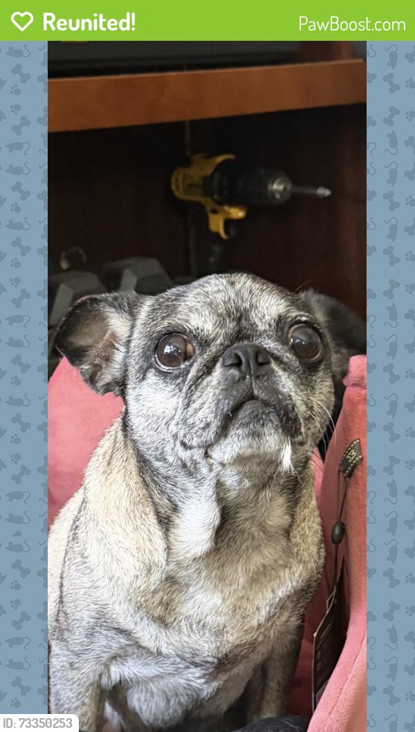 Reunited Female Dog last seen Near E Clara Street Port Hueneme, CA, Port Hueneme, CA 93041