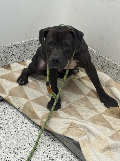 Shelter Stray Male Dog last seen Near Plantation Dr, Atlanta, GA, 1251 Fulton Industrial Blvd NW, Atlanta, GA 30336, USA