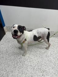 Shelter Stray Male Dog last seen Near PEACHTREE ST SW, Atlanta, GA, 1251 Fulton Industrial Blvd NW, Atlanta, GA 30336, USA