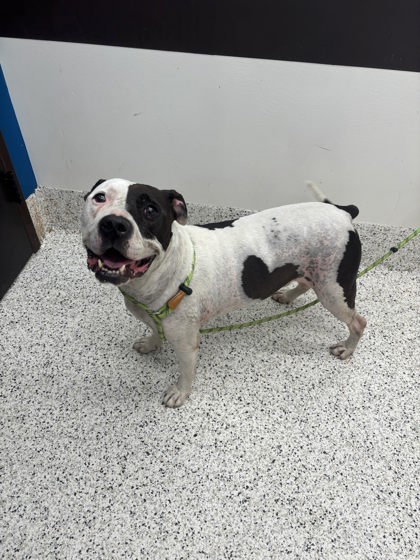 Shelter Stray Male Dog last seen Near PEACHTREE ST SW, Atlanta, GA, 1251 Fulton Industrial Blvd NW, Atlanta, GA 30336, USA