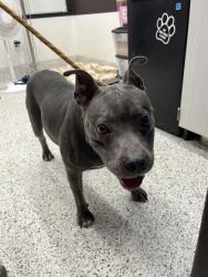 Shelter Stray Female Dog last seen Near Donald Lee Hollowell PKWY NW, Atlanta, GA, 1251 Fulton Industrial Blvd NW, Atlanta, GA 30336, USA