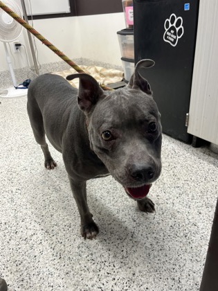 Shelter Stray Female Dog last seen Near Donald Lee Hollowell PKWY NW, Atlanta, GA, 1251 Fulton Industrial Blvd NW, Atlanta, GA 30336, USA