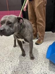 Shelter Stray Male Dog last seen Near Donald Lee Hollowell PKWY NW, Atlanta, GA, 1251 Fulton Industrial Blvd NW, Atlanta, GA 30336, USA