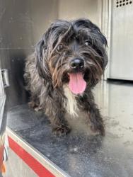 Shelter Stray Female Dog last seen Near SANDY LN, East District,, 355 Hillshire Dr, Haslet, TX 76052, USA