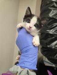 Shelter Stray Male Cat last seen Horn Rd at Folsom Blvd, Rancho Cordova, CA, 6201 Florin Perkins Rd, Sacramento, CA 95828, USA