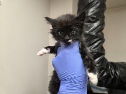Shelter Stray Male Cat last seen Horn Rd at Folsom Blvd, Rancho Cordova, CA, 6201 Florin Perkins Rd, Sacramento, CA 95828, USA