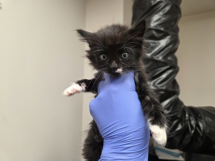 Shelter Stray Male Cat last seen Horn Rd at Folsom Blvd, Rancho Cordova, CA, 6201 Florin Perkins Rd, Sacramento, CA 95828, USA
