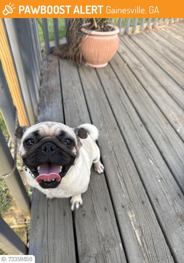 Found/Stray Female Dog last seen Near green st ne next to mellow mushroom, Gainesville, GA 30503