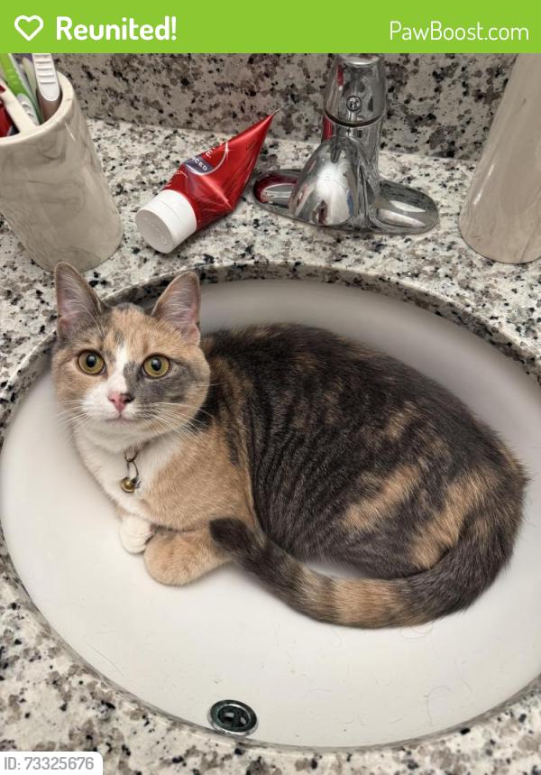 Reunited Female Cat last seen Alden North Knoxville, Knoxville, TN 37924