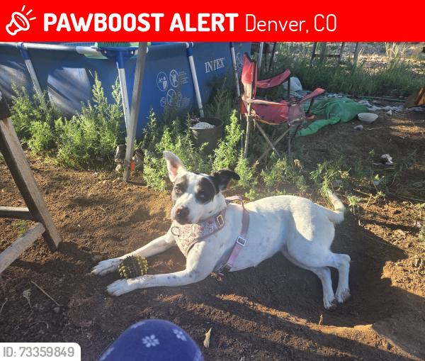 Lost Female Dog last seen Fred Thomas park, Denver, CO 80207