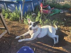 Lost Female Dog last seen Fred Thomas park, Denver, CO 80207