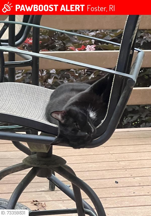 Lost Male Cat last seen Gold Mine - Harrington - Cucumber Hill, Foster, RI 02825