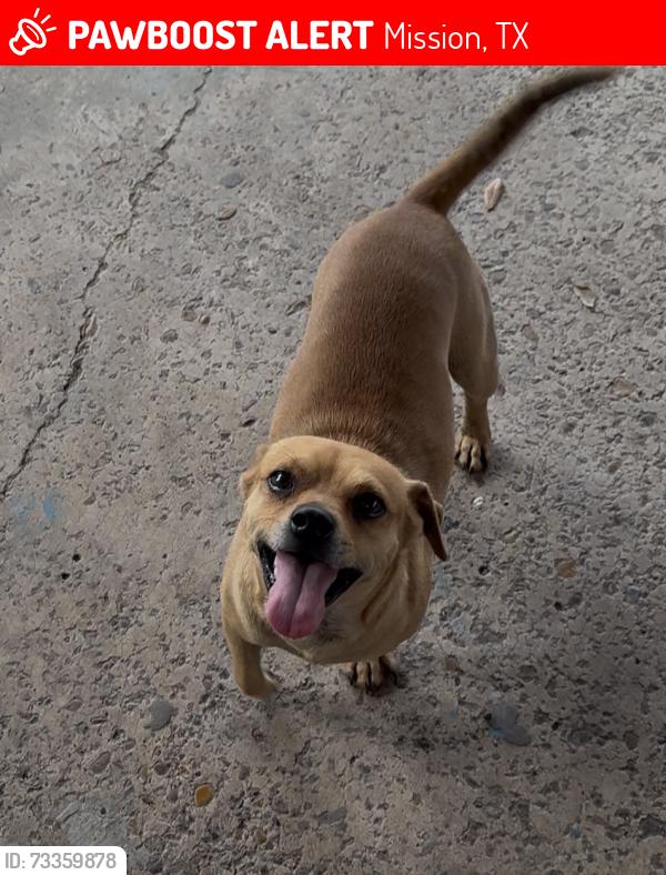 Lost Male Dog last seen Mile 6 & Doffing Rd, Mission, TX 78574