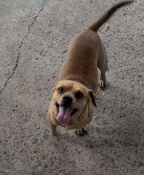 Lost Male Dog last seen Mile 6 & Doffing Rd, Mission, TX 78574